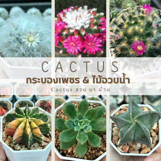 กระบองเพชร แคคตัส (Cactus) ไม้อวบน้ำ “ส่งทั้งกระถาง”