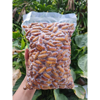 หนอนไหมสดฟรีส ดักแด้ไหม(500g.) 🐛⚡️ส่งด่วน 🔥ค่าส่งเหมา✅คละได้ทั้งร้าน❗️โฟมฟรี💦ทุกจังหวัด 🚚💨ส่งขนส่งแช่เย็น❄️