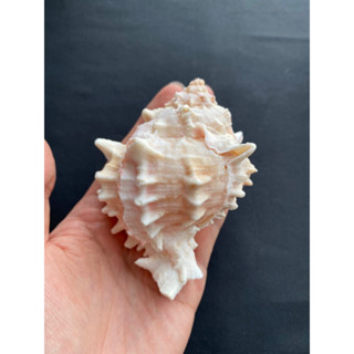 pink bone conch shell หอยสังข์สีชมพู