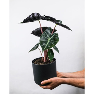 Alocasia Pink Dragon พิ้งค์ ดรากอน แก้วสาระพัดนึกก้านชมพู