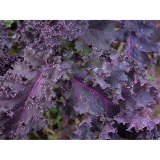 เมล็ดเคลสีม่วง สกาเลท 30เมล็ด สายพันธุ์ทนร้อน 💥ปลูกง่าย โตไว ชอบแสงแดด 30seed Organic Scarlet Kale ☀️full sun