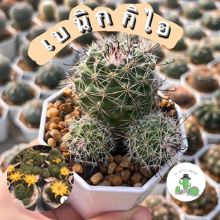 🌵 A Little cactus🌵| แคคตัส กระบองเพชร เบนิกกิไอ