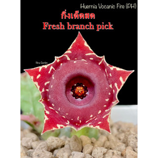 เก๋งจีน Huernia Vocanic Fire Pranburi Hybrid *กิ่งเด็ดสด* แคคตัส ไม้อวบน้ำ Cactus and Succulent