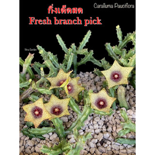 เก๋งจีน Caralluma Pauciflora *กิ่งเด็ดสด* แคคตัส ไม้อวบน้ำ Cactus and Succulent