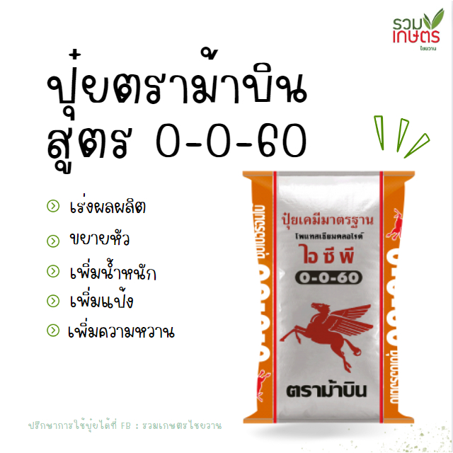 ❤️ปุ๋ยตราม้าบิน สูตร 0-0-60 ปุ๋ยหมาก ช่วยเร่งผลผลิต  ขยายผล เพิ่มแป้ง เพิ่มน้ำหนัก แบ่งขาย ขนาด 1 กก