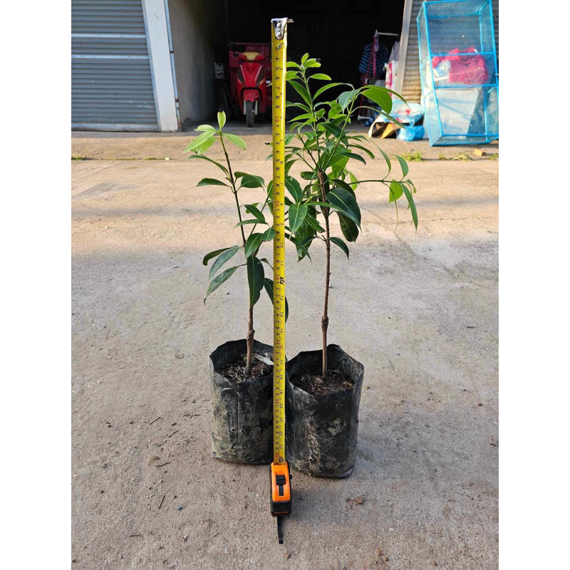 #ต้นมะยงชิดพันธุ์ทูลเกล้า (ต้นใหญ่ ถุง4คูณ10นิ้ว) เสียบยอด สูงราว30-50เซน 2 ปีติดผล - รูปที่ 7