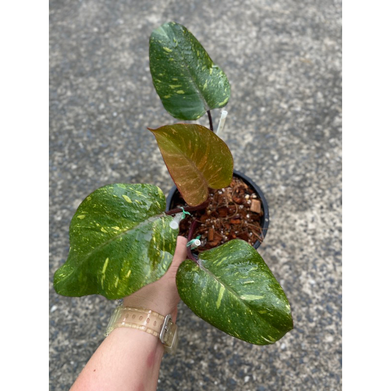 philodendron orange princess ออเรนท์ปรินเซส ไม้ด่าง ไม้สะสม