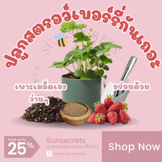 ☀️sunsecrets🍀เมล็ดสตรอว์เบอร์รี่สีแดงพร้อมปลูก (Red strawberry)