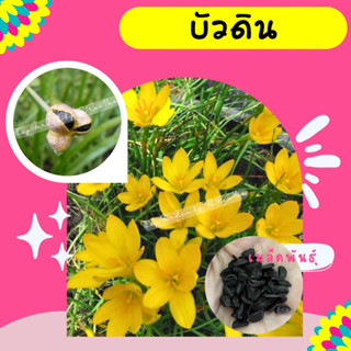 ✅ซื้อ2แถมฟรี1✅ เมล็ดบัวดินเหลืองขมิ้น #บัวดิน​