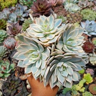 กุหลาบหิน ไม้อวบน้ำ Echeveria Subsessilis Variegate ฟอร์มกอสวยๆ  กระถาง 10 cm