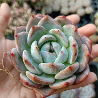 กุหลาบหิน ไม้อวบน้ำ Echeveria Orange monroe succulent haworthia cactus lithop  แคคตัส ไลทอป ฮาโวเทีย