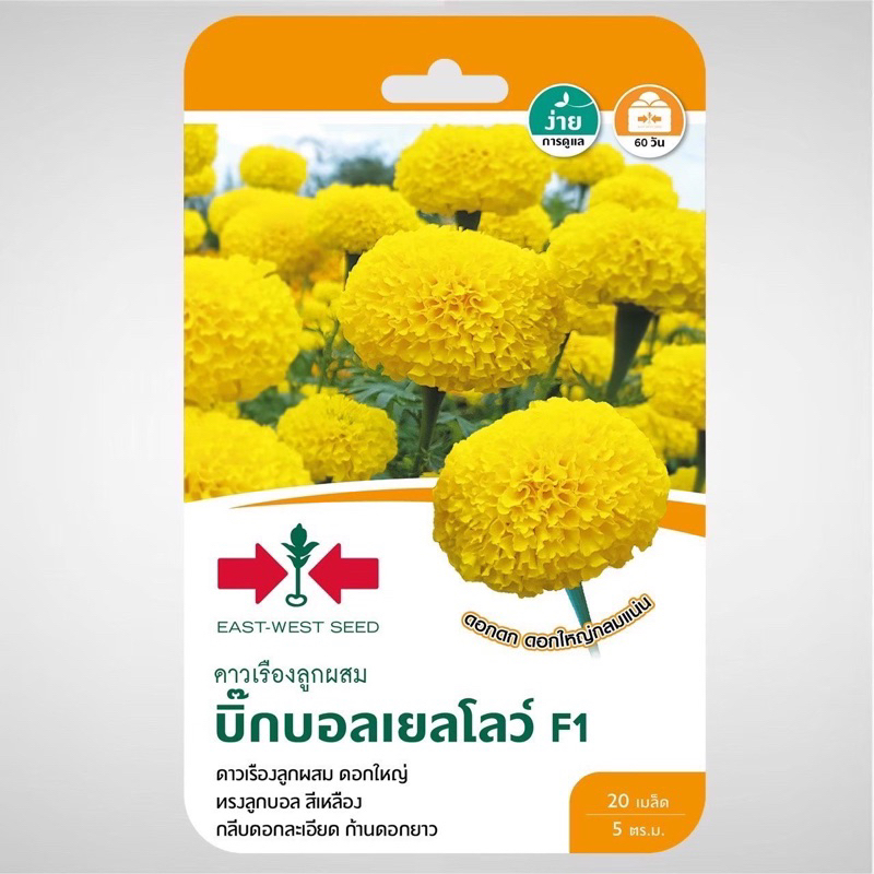 ดาวเรือง บิ๊กบอลเยลโลว์ 20เมล็ด ศรแดง
