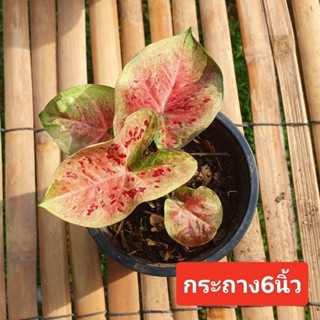 บอนสี เมืองนครชุม กระถาง6นิ้ว