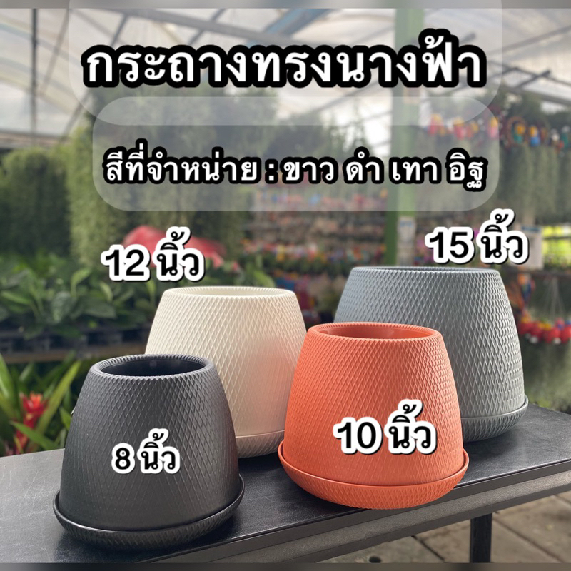 กระถางพลาสติก ปากแคบก้นอ้วน ทรงนางฟ้า มีจานรอง ขนาดก้น 8 นิ้ว,10 นิ้ว,12 นิ้ว,15นิ้ว **อ่านขนาดก่อนสั่งซื้อ**