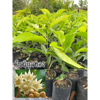 ต้นพิกุลทองสูง30ซม.สั่งขั้นต่ำ3ต้นคละต้นอื่นได้