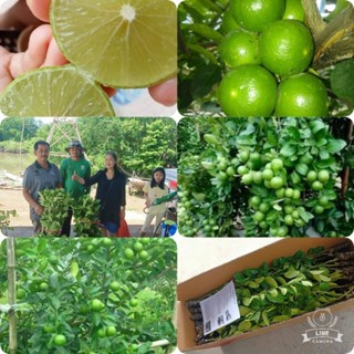 ต้นมะนาวเเป้นสุขประเสริฐจัดทรงเร็วมีการรับประกัน🌳🌳🌳