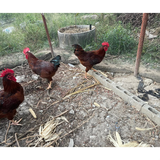 ไข่เชื้อไก่ไข่โรดไอแลนด์เรด ชุด10ฟอง พันธุ์โรดแดงอเมริกาแท้