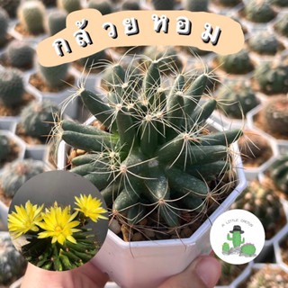 🌵 A Little cactus🌵|   กระบองเพชร แคคตัส กล้วยหอม