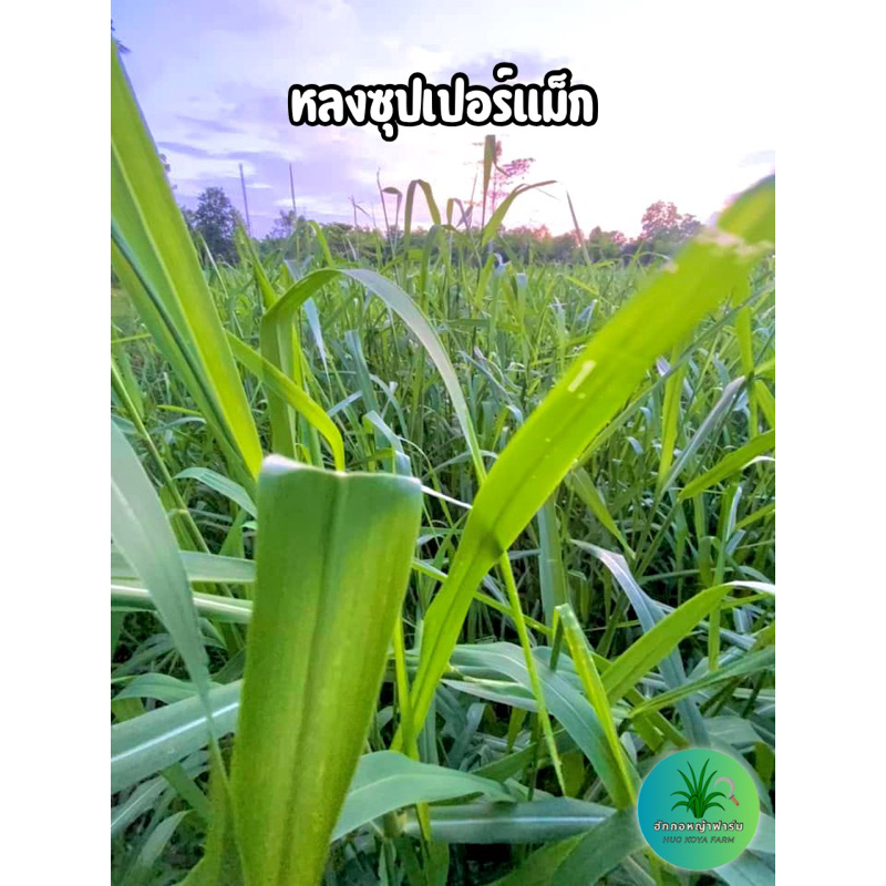 หญ้าหลงซุปเปอร์แม็ก สำหรับปลูก บรรจุ 10 กิโลกรัม