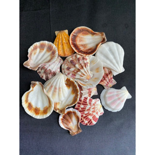 เปลือกหอยเชลล์สีสันสดใส thick colorful scallop shell วัสดุตกแต่ง 50g hou