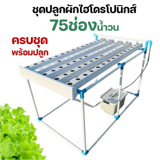 ชุดปลูกผักไฮโดรโปนิกส์ รุ่น75ช่องน้ำวน hydroponic ปลูกผักไร้ดิน