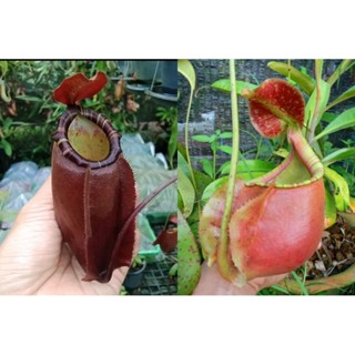 เมล็ดหม้อข้าวหม้อแกงลิงลูกผสมสายพันธุ์N.[(viking x ampullaria)x northiana ] x (viking x bicalcarata)