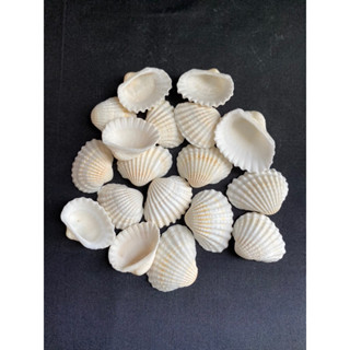 เปลือกหอยหิมะ snow clam shell 50g xue