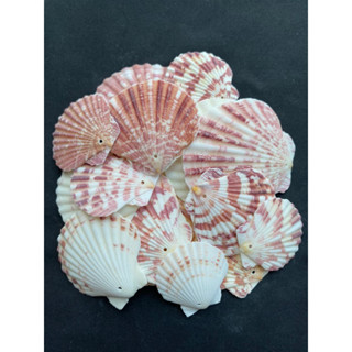 เปลือกหอยเชลล์สีสันสดใส Perforated colorful scallop shells 50g