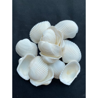 หอยปีกนกอินทรี eagle wing white clam shell 50g