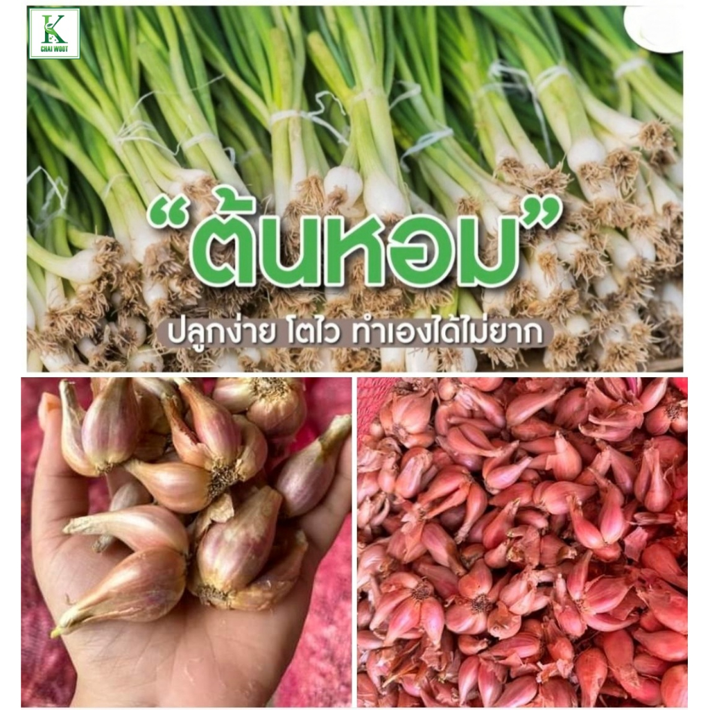 1 กก.หอมเลย หอมแบ่ง หอมจีน หอมอุตรดิตถ์