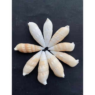 หอยทากไผ่ขาว sun white bamboo root sea snail shell 50g