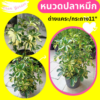 ต้นหนวดปลาหมึกด่างแคระ #ไม้พุ่ม