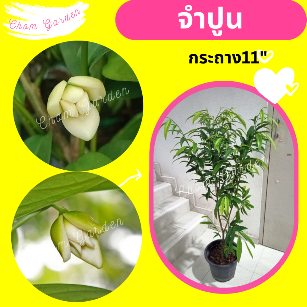 ต้นจำปูน #จำปูน ดอกหอม