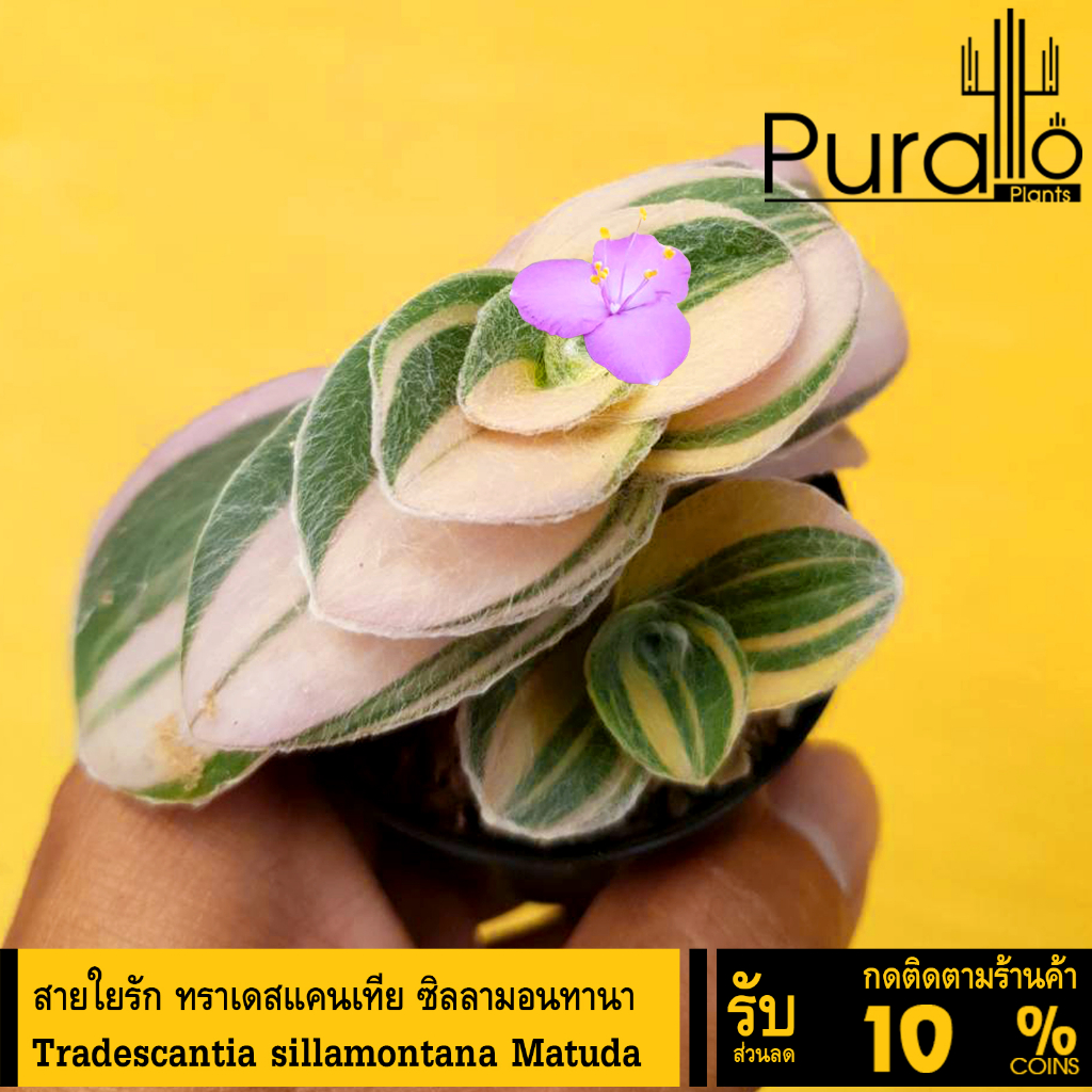 ต้นไม้อวบน้ำ สายใยรัก (ด่างชมพู) ทราเดสแคนเทีย ซิลลามอนทานา Tradescantia sillamontana Matuda