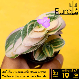 ต้นไม้อวบน้ำ สายใยรัก (ด่างชมพู) ทราเดสแคนเทีย ซิลลามอนทานา Tradescantia sillamontana Matuda #succulents #cactus #สีชมพู