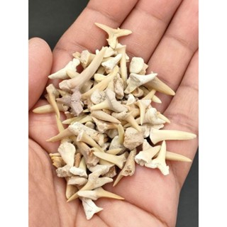 🌊 ฟอสซิล ฟัน Shark โอโทดัส &amp; Shark เสือทราย ชุด 10 ชิ้นเล็ก น่าสะสมมากๆ
( Otodus &amp; Tiger Sand Shatk teeth Fossils )