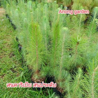 สนคาริเบีย สนประดับ (Caribbean pine) ส่งยกถุง ถุงใหญ่ ลำต้นตรง ไม่ค่อยผลัดใบ ปลูกประดับ ตกแต่งร้านค้า คาเฟ่ สวน