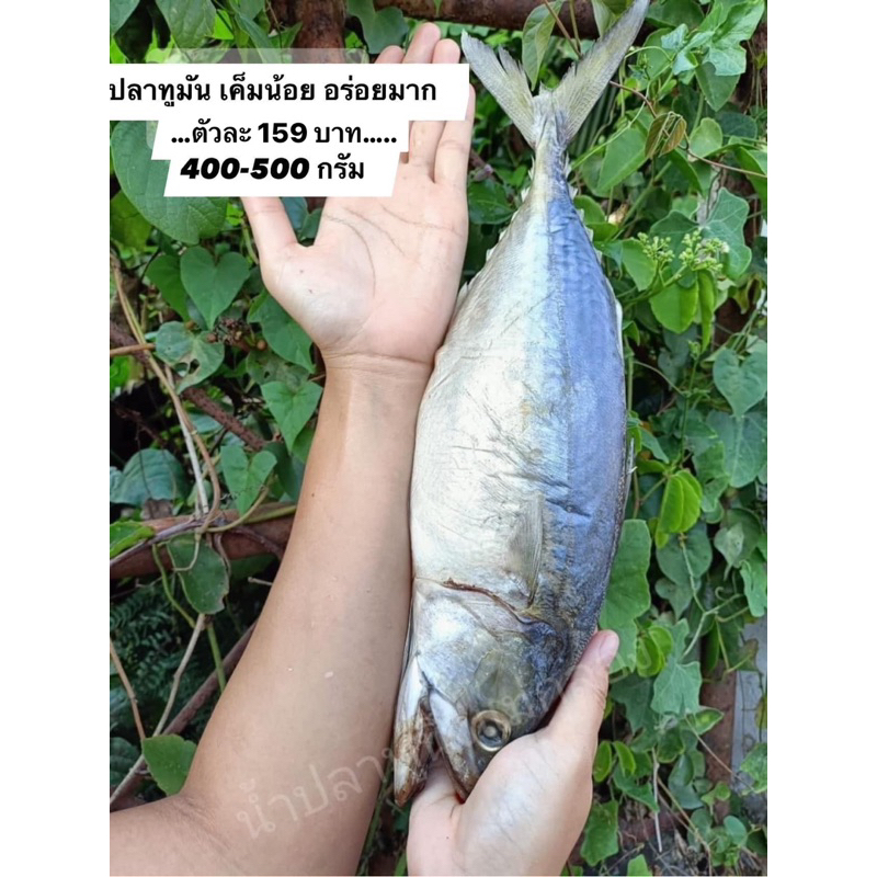 ปลาทูมัน เค็มน้อย อร่อยมาก 400-500g มันใหญ่มาก เค็มน้อยใช้ปลา2ตัวโลทำนะจ๊ะ