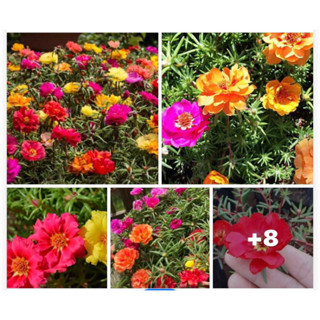 เมล็ดแพรเซี่ยงไฮ้(มอสโรส)คละสี (2,000เมล็ด) 2แถม1