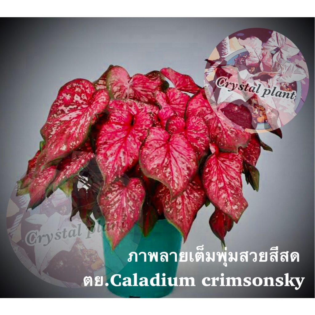 บอน Caladium crimsonsky บอนสี บอนต่างประเทศ