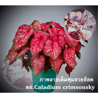 บอน Caladium crimsonsky บอนสี บอนต่างประเทศ