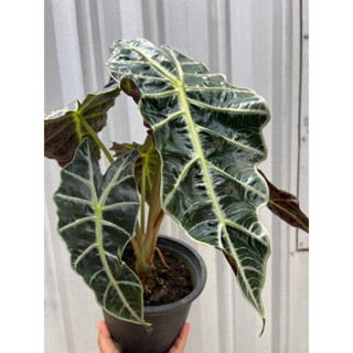 แก้วสารพัดนึก Alocasia sanderiana  ฟอร์มสวย