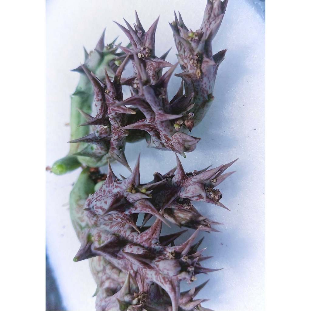พืชอวบน้ำแบล็กสตาร์ Black Star Orbea bare-rooted, without plant pot เปลือยราก ไม่มีกระถาง