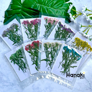 【พร้อมส่ง】ดอกอลิสซัม ดอกอลิสซัมทับ (Alyssum) ดอกไม้ทับแห้ง ดอกไม้จริงทับแห้ง Pressed Flowers💐