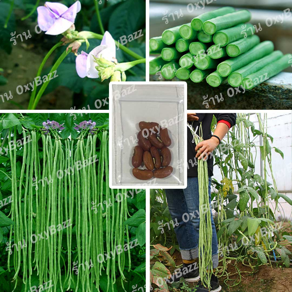 เมล็ดพันธุ์ถั่ว3ฟุต 10เมล็ด ถั่วฝักยาว3ฟุต Yard Long Bean [10แถม1]