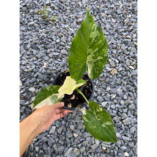 Alocasia gageana albo var บอนหูช้างด่างขาว ลายสวย