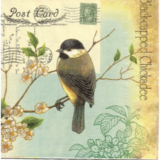 Pladao Napkin ภาพวินเทจ นก Black Capped Bird โปสการ์ด สัตว์ กระดาษ แนพกิ้น สำหรับงานศิลปะ เดคูพาจ decoupage ขนาด L 33x33