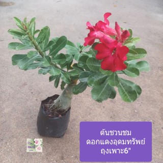 ต้นชวนชม ดอกสีแดงอุดมทรัพย์ หวานน่ารักAdenium / Desert roseถุงเพาะ 6"สูง55 ซม.โขดสวยงามทนแล้งเป็นไม้มงคลออกดอกตลอดปี