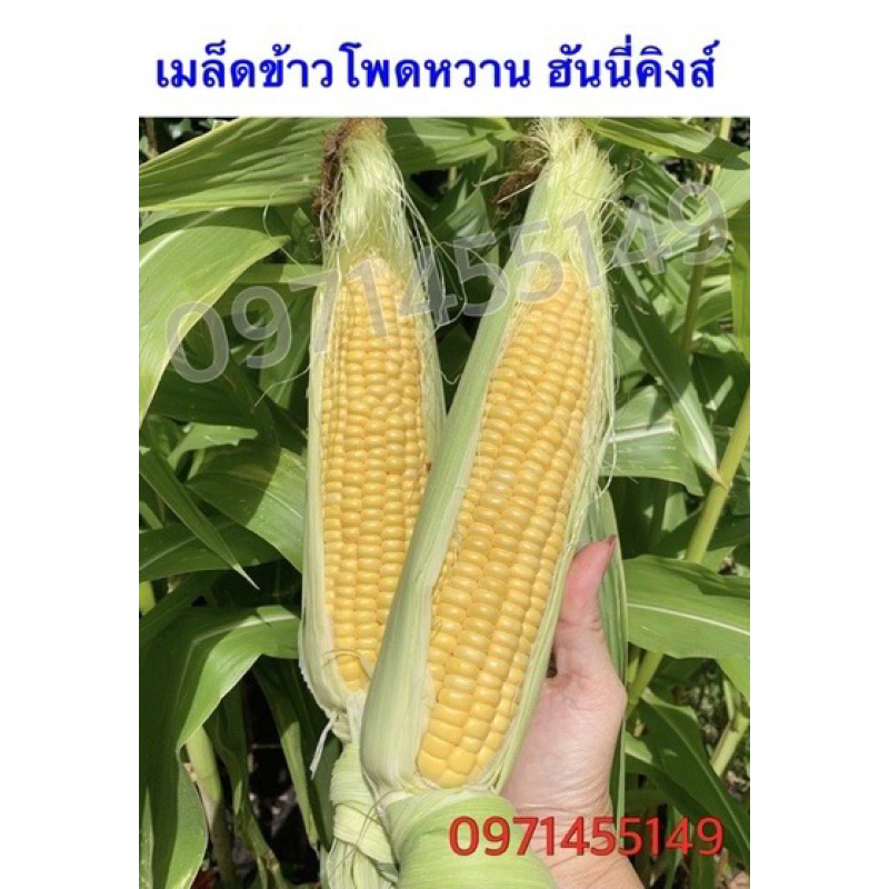 เมล็ดข้าวโพดหวาน ฮันนี่คิงส์ #ราชาข้าวโพดหวาน ราคา ถูกที่สุด ดีลบีเคเค