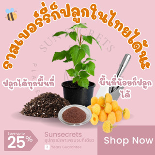 ☀️sunsecrets🍀 เมล็ดราสเบอร์รี่สีเหลือง(Yellow raspberry)